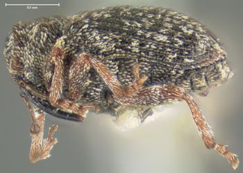 Media type: image;   Entomology 3013 Aspect: habitus lateral view